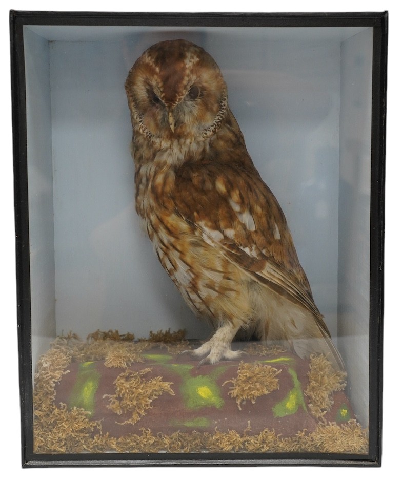 A cased and glazed taxidermy tawny owl, 41.5cm tall. Condition - good